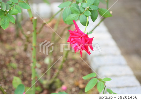 バラの花 クリスチャンディオール バラの花 クリスチャンディオール 59201456