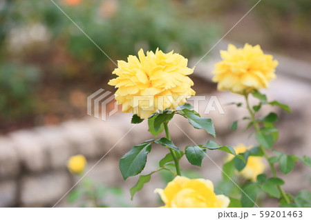 バラの花　トゥールズロートレック 59201463