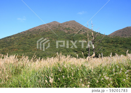 秋のくじゅう 坊がつる湿原 黄金色に輝くススキの草原 秋のくじゅう 坊がつる湿原 黄金色に輝くススキの草原 59201783