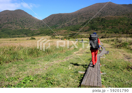 秋のくじゅう 坊がつる湿原　黄金色に輝くススキの草原 59201790