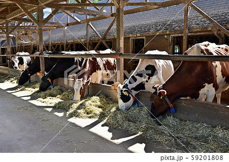 牧場　牛 59201808