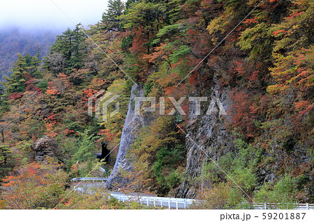 雄峰ライン　紅葉で彩られるトンネル（高知県吾川郡いの町） 59201887