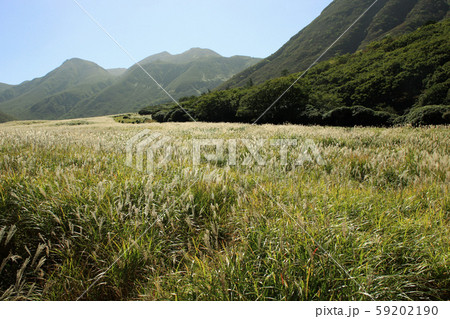秋のくじゅう 坊がつる湿原 黄金色に輝くススキの草原 秋のくじゅう 坊がつる湿原 黄金色に輝くススキの草原 59202190