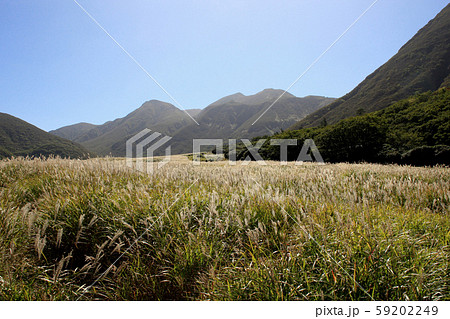 秋のくじゅう 坊がつる湿原 黄金色に輝くススキの草原 秋のくじゅう 坊がつる湿原 黄金色に輝くススキの草原 59202249