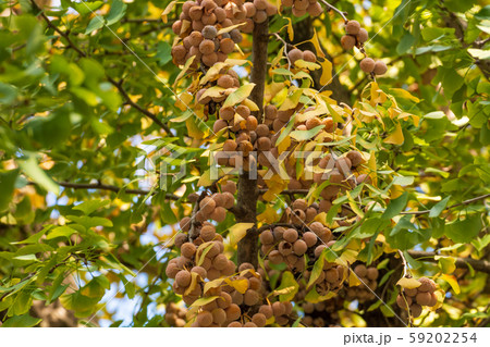 ギンナン　銀杏　イチョウ 59202254