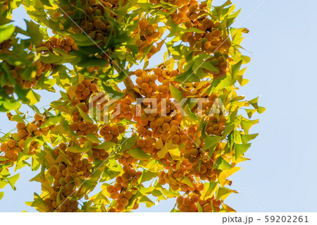 ギンナン 銀杏 イチョウ ギンナン 銀杏 イチョウ 59202261