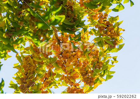 ギンナン 銀杏 イチョウ ギンナン 銀杏 イチョウ 59202262