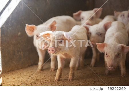 三元豚 子豚の写真素材