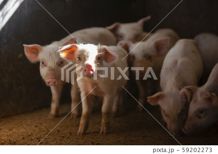 三元豚 子豚 三元豚 子豚 59202273