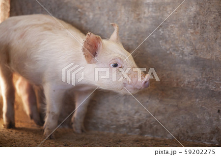 三元豚 子豚 三元豚 子豚 59202275