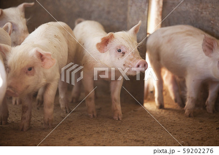 三元豚　子豚 59202276