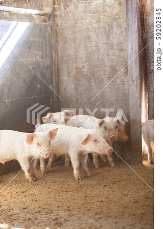 三元豚　子豚 59202345