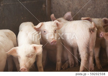 三元豚　子豚 59202508