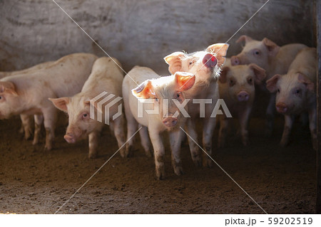 三元豚 子豚の写真素材