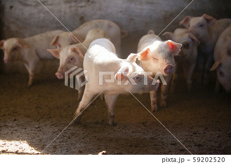 三元豚　子豚 59202520