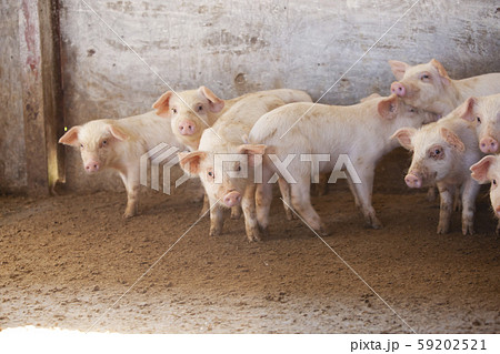 三元豚　子豚 59202521