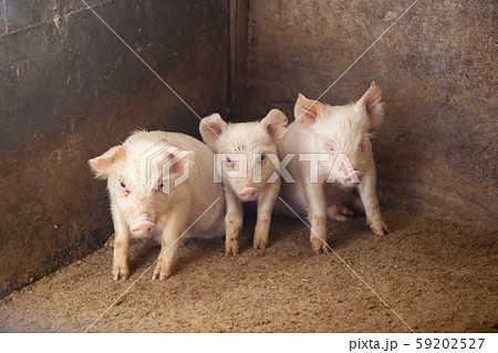 三元豚 子豚 三元豚 子豚 59202527