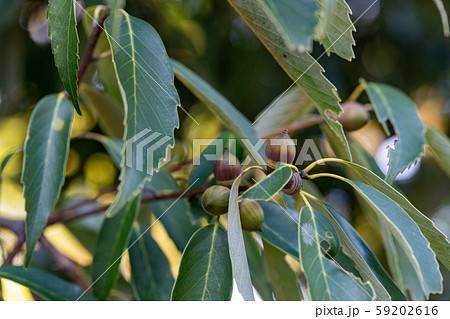 どんぐりの樹 59202616