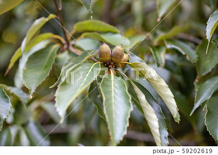 どんぐりの樹 59202619