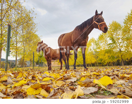 Ponny and horse grazing on autumn pasture with 59202999