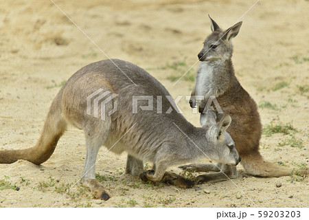 カンガルーの親子 59203203