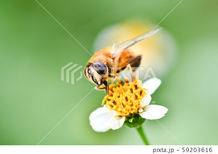 ナミハナアブ 59203616