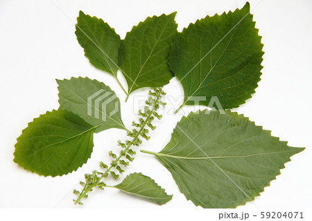 穂じそ06 穂じそ06 59204071