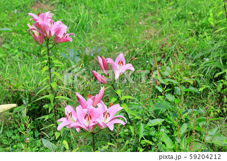 ユリの花 ユリの花 59204212