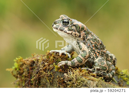 Beautiful european green toad Bufo viridis Beautiful european green toad Bufo viridis 59204271