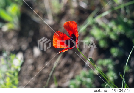Spring time. Blossom plants closeup 59204775