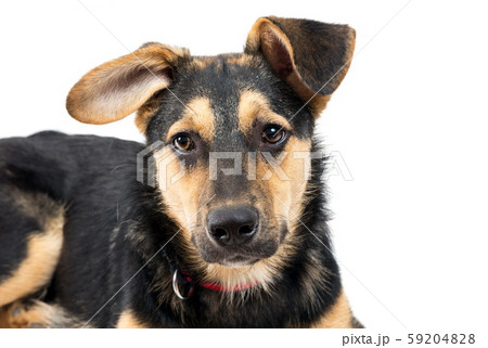 Mixed breed dog portrait on the white Mixed breed dog portrait on the white 59204828