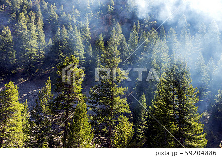 Day in the forest. Day in the forest. 59204886