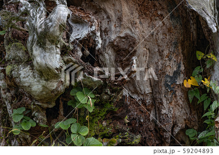 五家荘の老木 59204893