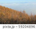 八ケ岳のカラマツ林と雲海 59204896