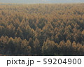 八ケ岳のカラマツ林 59204900