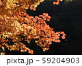 モミジの葉 59204903