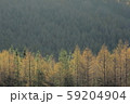朝陽に輝くカラマツ 59204904