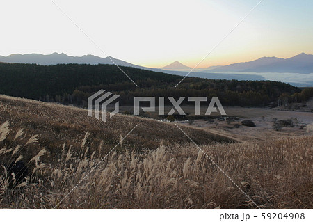ススキ揺れる霧ヶ峰湿原植物群落から富士山を望む 59204908