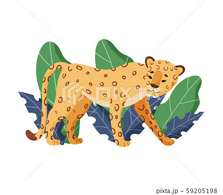 Spotted Leopard Standing Near Tropical Leaves Vector Illustration 59205198