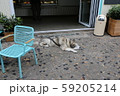 店先の番犬 59205214