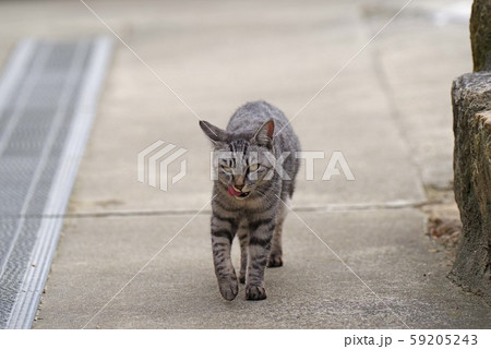 ワル顔の猫 ワル顔の猫 59205243
