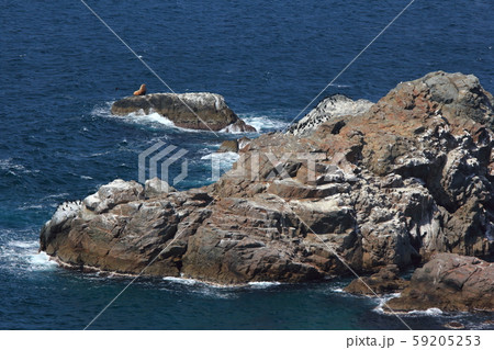 北海道積丹神威岬 59205253