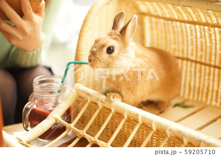 ジュースを飲むうさぎの写真素材