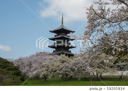 備中国分寺の春 桜と青い空 備中国分寺の春 桜と青い空 59205834
