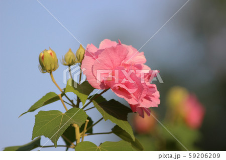 Confederate Rose Flower hibiscus mutabilis. Autumn 59206209