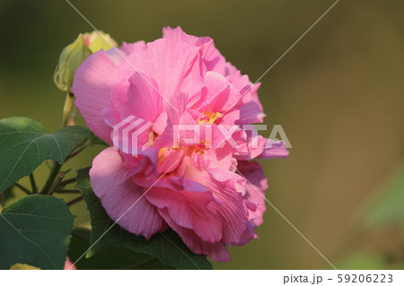 Confederate Rose Flower hibiscus mutabilis. Autumn 59206223