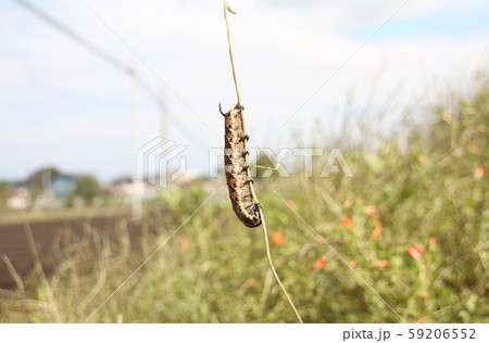 スズメガの幼虫 スズメガの幼虫 59206552