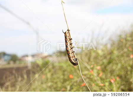 スズメガの幼虫 59206554
