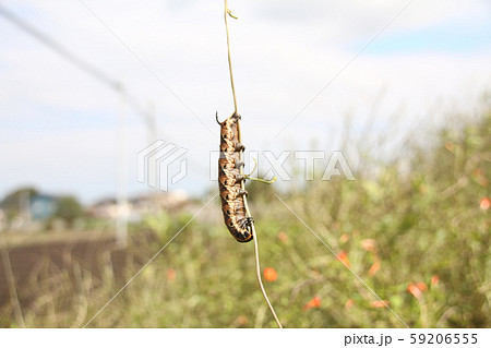 スズメガの幼虫 スズメガの幼虫 59206555