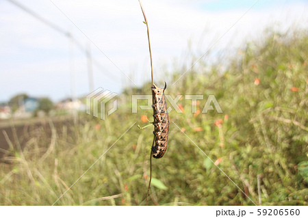 スズメガの幼虫 59206560